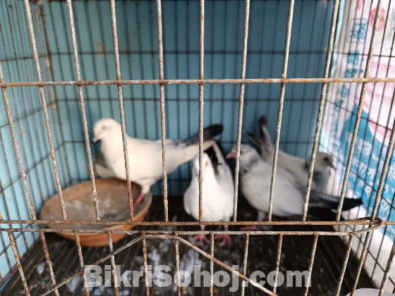 কালদম২টি বাচ্চা সহ